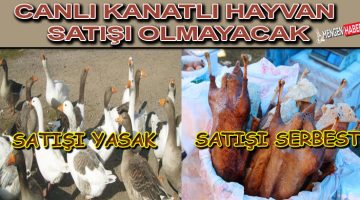 Gerede Panayırında Canlı Kanatlı Hayvan Satılamayacak